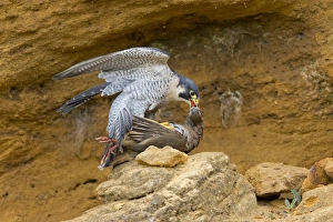 Peregrine Falcon (Falco peregrinus) adult, feeding on Red-legged Partridge (Alectoris rufa) prey, Suffolk, England
