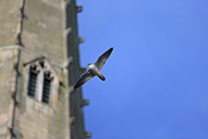 Peregrine Falcon (Falco peregrinus) adult, in flight, at cathedral nestsite, Norwich Cathedral, Norwich, Norfolk