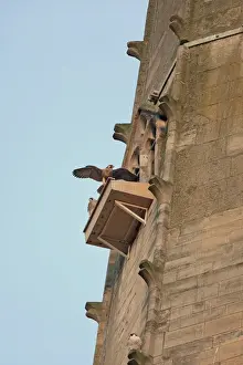 Peregrine Falcon (Falco peregrinus) adult and juveniles, perched on nesting platform at cathedral nestsite