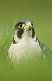 Falcon Prints: Peregrine Falcon (Falco peregrinus) adult male