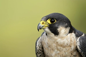 Peregrine Falcon (Falco peregrinus) adult male, close-up of head, England, August (captive)