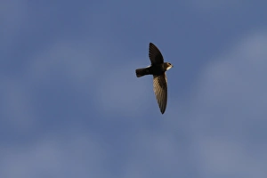Little Prints: Peregrine Falcon (Falco peregrinus) adult pair