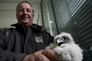 Site Prints: Peregrine Falcon (Falco peregrinus) chick