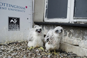 Site Prints: Peregrine Falcon (Falco peregrinus) three chicks