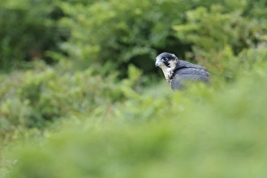 Peregrine Falcon (Falco peregrinus) juvenile, standing on clifftop, Skokholm Island, Pembrokeshire, Wales, June