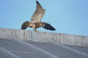 Peregrine Falcon (Falco peregrinus) juvenile, with wings spread, perched at cathedral nestsite, Norwich Cathedral