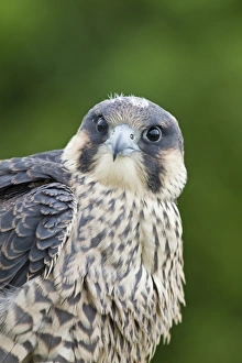 Falcon Prints: Peregrine Falcon (Falco peregrinus) juvenile, close-up of head and chest, july (captive)