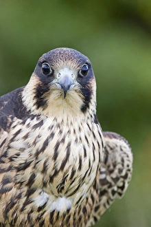 Peregrine Falcon (Falco peregrinus) juvenile, close-up of head and chest, with full crop after feeding, july (captive)