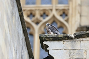 Peregrine Falcon (Falco peregrinus) juvenile, perched at cathedral nestsite, Norwich Cathedral, Norwich, Norfolk