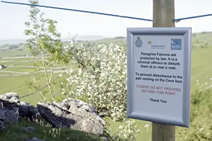 Protects Prints: Peregrine Falcon (Falco peregrinus) nestsite with RSPB sign and rope cordon