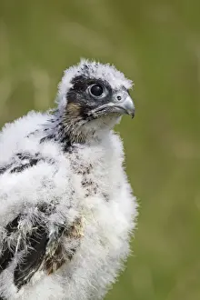 Peregrine Falcon (Falco peregrinus) three-four week old chick, close-up of head and chest, july (captive)