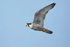 Falcon Prints: Peregrine Falcon (Falco peregrinus tundrius) adult, in flight, Nunavut, Canada, July