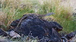Lizards Prints: Perentie (Varanus giganteus) adult, resting on rock, Ormiston Gorge, West MacDonnell N. P