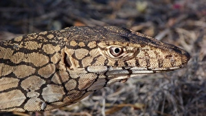 Lizards Prints: Perentie (Varanus giganteus) adult