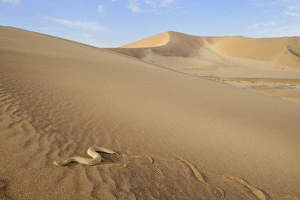 Peringueys Adder (Bitis peringueyi) adult, side-winding over sand dune in desert habitat, Namib Desert, Namibia