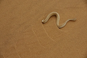 Peringueys Adder (Bitis peringueyi) adult, side-winding over sand dune in desert, Namib Desert, Namibia, February