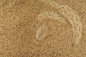 Peringueys Adder (Bitis peringueyi) adult, buried under sand in desert, Namib Desert, Namibia, February
