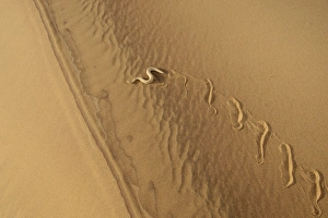 Peringueys Adder (Bitis peringueyi) adult, side-winding over sand dune in desert, Namib Desert, Namibia, February