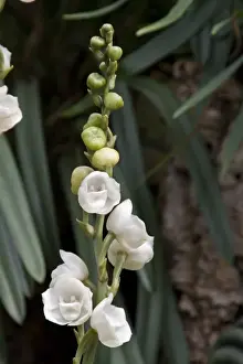 Ecuador Prints: Peristeria elata is a species of orchid occurring from Central America to Ecuador and Venezuela