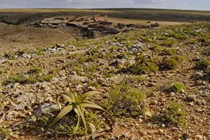 Socotra Prints: Perry's Aloe (Aloe perryi) growing in rocky desert habitat, Socotra, Yemen, december