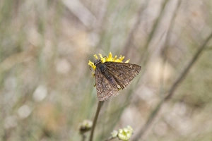 Utah Prints: Persius Duskywing - Utah America