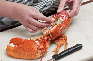 Meat Prints: Person preparing cooked lobster, Norfolk, England, july