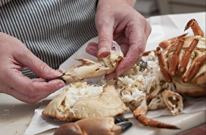 Meat Prints: Person preparing dressed crab, Norfolk, England, july