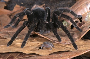 Peruvian Tarantula (Pamphobeteus sp. ) adult, walking over Dotted Humming Frog (Chiasmocleis ventrimaculata) without preying on it, interspecific commensal relationship, Los Amigos Biological Station, Madre de Dios, Amazonia, Peru