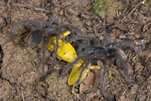 Tree Frog Prints: Peruvian Tarantula (Pamphobeteus sp)