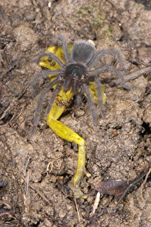 Peruvian Tarantula (Pamphobeteus sp. ) young, feeding on Amazon Snouted Treefrog (Scinax ictericus) prey, Los Amigos Biological Station, Madre de Dios, Amazonia, Peru