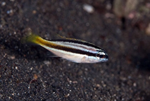 Bream Prints: Peters Monocle Bream (Scolopsis affinis) juvenile