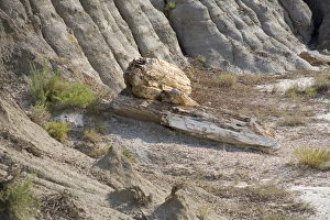 Fossilization Prints: Petrified wood, fossilized trees, Theodore Roosevelt N. P. North Dakota, U. S. A. august