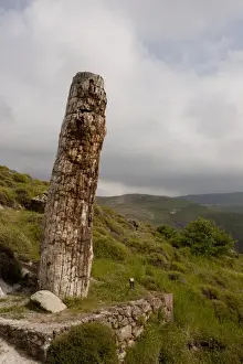 Petrified wood, standing fossilized tree (re-erected), caused by volcanic eruption 20 million years ago