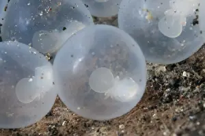 Pfeffers Flamboyant Cuttlefish (Metasepia pfefferi) close-up of eggs with developing young
