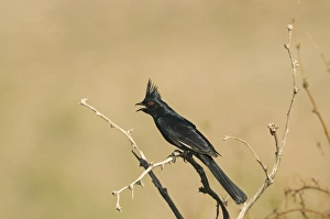 Phainopepla (Phainopepla nitens) adult male, calling, perched on twig, California, U. S. A. april