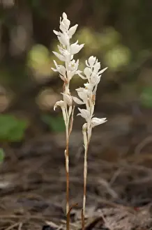 Californian Prints: Phantom Orchid (Cephalanthera austiniae) flowering