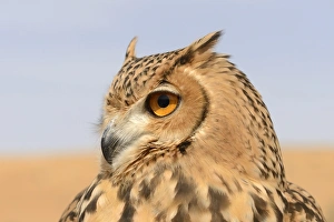 Pharaoh Eagle-owl (Bubo ascalaphus) adult, close-up of head, Dubai Desert Conservation Reserve, Al Maha, Dubai