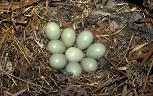 Ring Necked Prints: Pheasant Ring-necked (Phasianus colchicus) Eggs