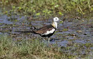 South Asia Prints: Pheasant-tailed Jacana (Hydrophasianus chirurgus) adult