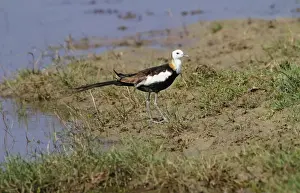 Pheasant-tailed Jacana (Hydrophasianus chirurgus) adult, breeding plumage, standing on mud at edge of water