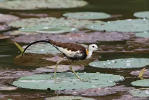 Jacanas Prints: Pheasant-tailed Jacana (Hydrophasianus chirurgus) adult