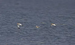 Pheasant-tailed Jacana (Hydrophasianus chirurgus) three adults, non-breeding plumage, in flight over lake, India