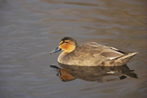 Philippine Duck (Anas luzonica) adult, swimming, Martin Mere W. W. T. (captive)