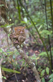 Primates Prints: Philippine Tarsier (Tarsius syrichta) adult