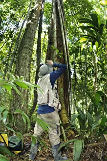 Photography Prints: Photographer photographing Strangler Fig (Ficus sp)