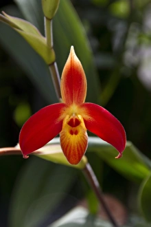 Ecuador Prints: Phragmipedium dalessandroi