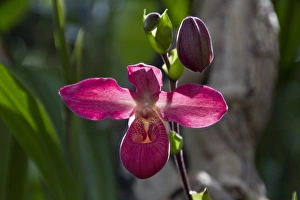 Hybrid Prints: Phragmipedium La Vingtaine, hybrid orchid