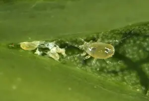 July Prints: Phytoseiid mite (Phytoseiidae) with prey mites on the underside of a sycamore leaf