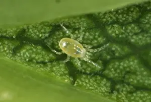 July Prints: Phytoseiid mite (Phytoseiidae) on the underside of a sycamore leaf