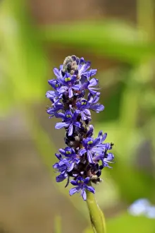 Germany Prints: Pickerelweed (Pontederia cordata) close-up of flowerspike, growing in garden, Germany